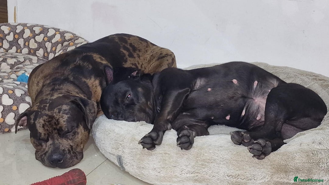 American Bulldog dogs for sale: Two loving dogs available due to medical issues - Advert 2