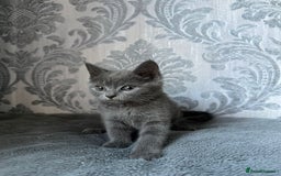 British Shorthair cats for sale:  kittens  in Luton - Image 2