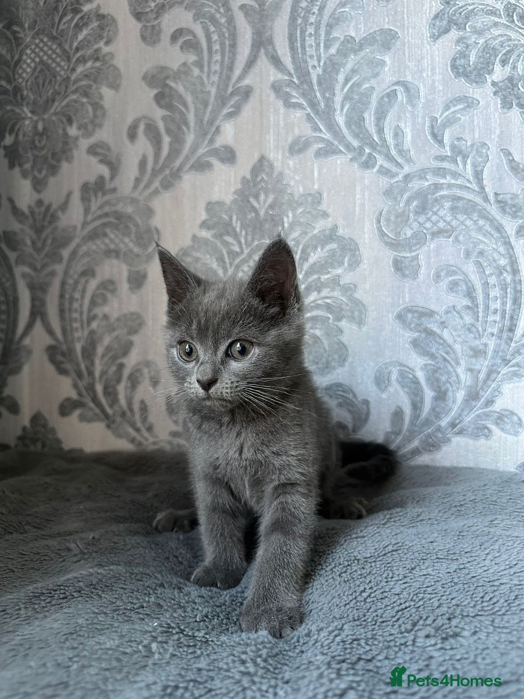 British Shorthair cats for sale:  kittens  in Luton - Image 2