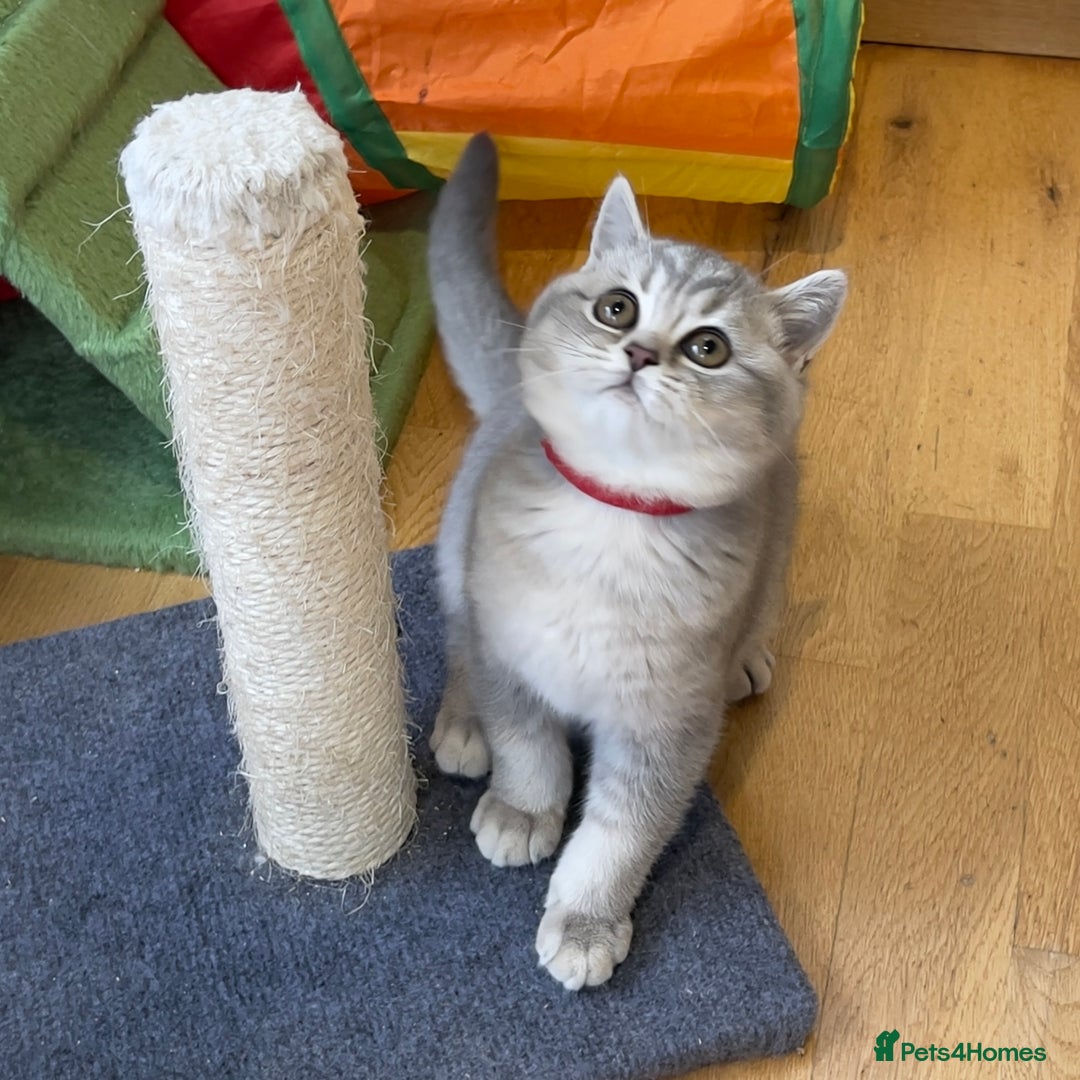 British Shorthair cats for sale: 🚨One Girl Ready to leave 🚨GCCF British Shorthair - Image 23