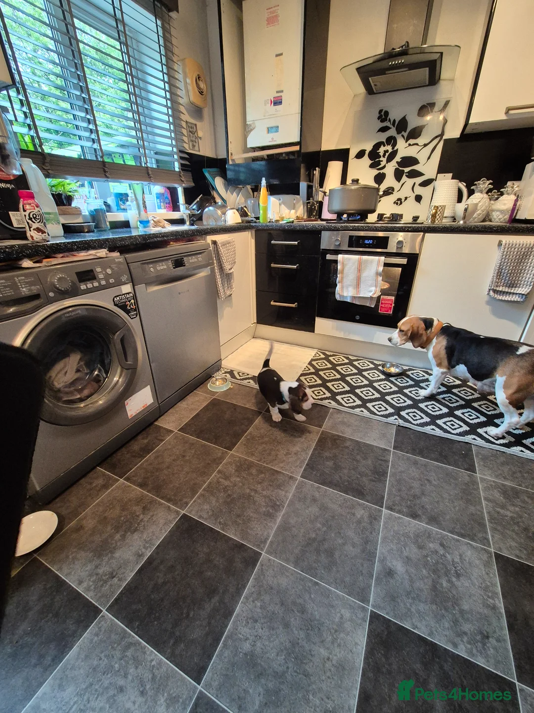 Beagle dogs for sale: Beagle Boy puppy  - Advert 2
