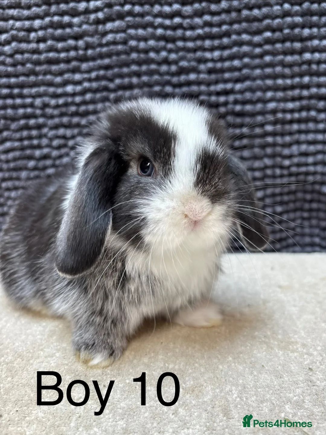 Dwarf Lop rabbits for sale: *VACCINATED* Super friendly dwarf lops  - Advert 2