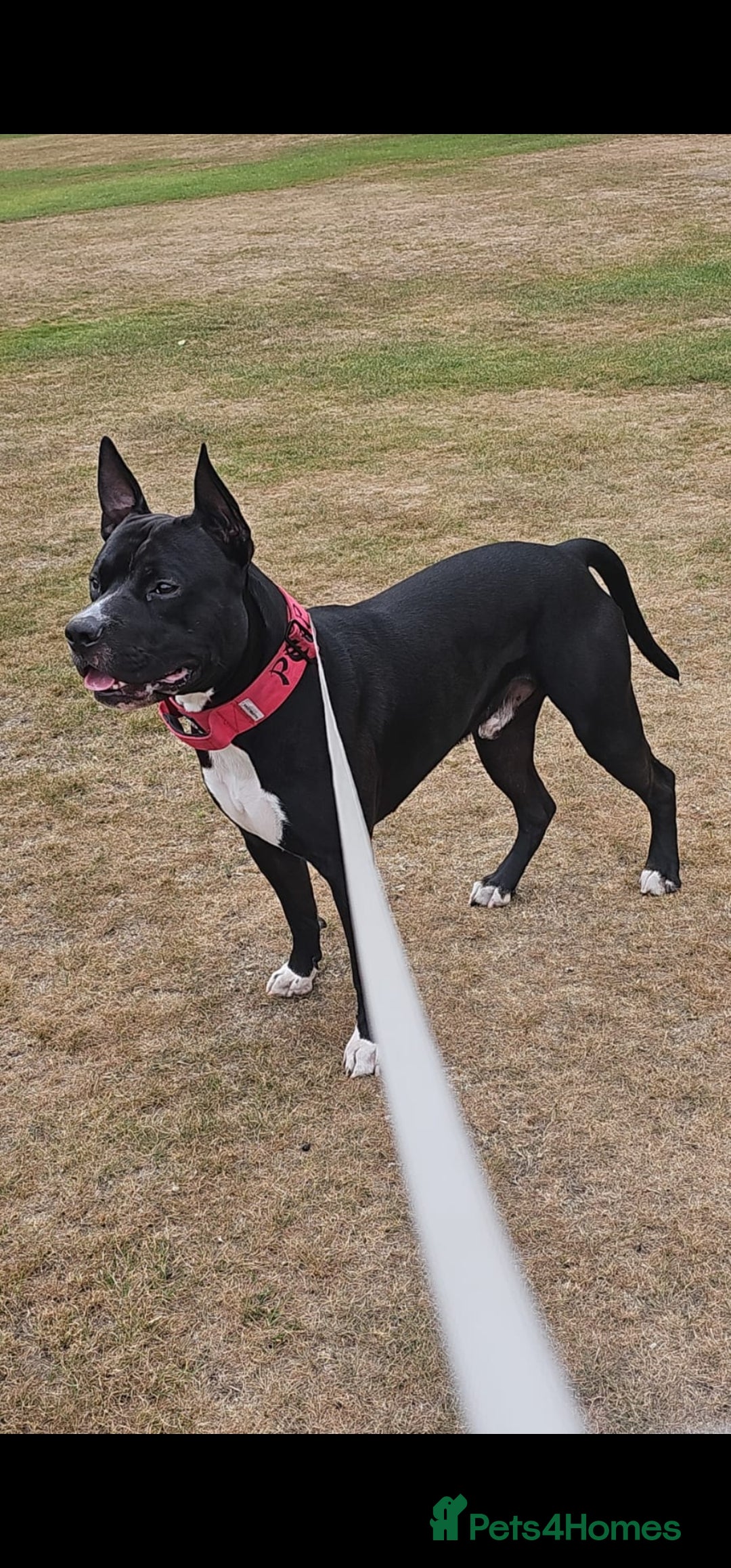 Mixed Breed dogs Dog for stud. American bully x cane corso - Advert 2