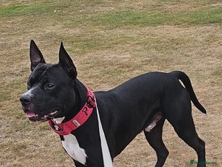 Mixed Breed dogs Dog for stud. American bully x cane corso - Advert 1