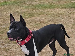 Mixed Breed dogs Dog for stud. American bully x cane corso - Advert 3