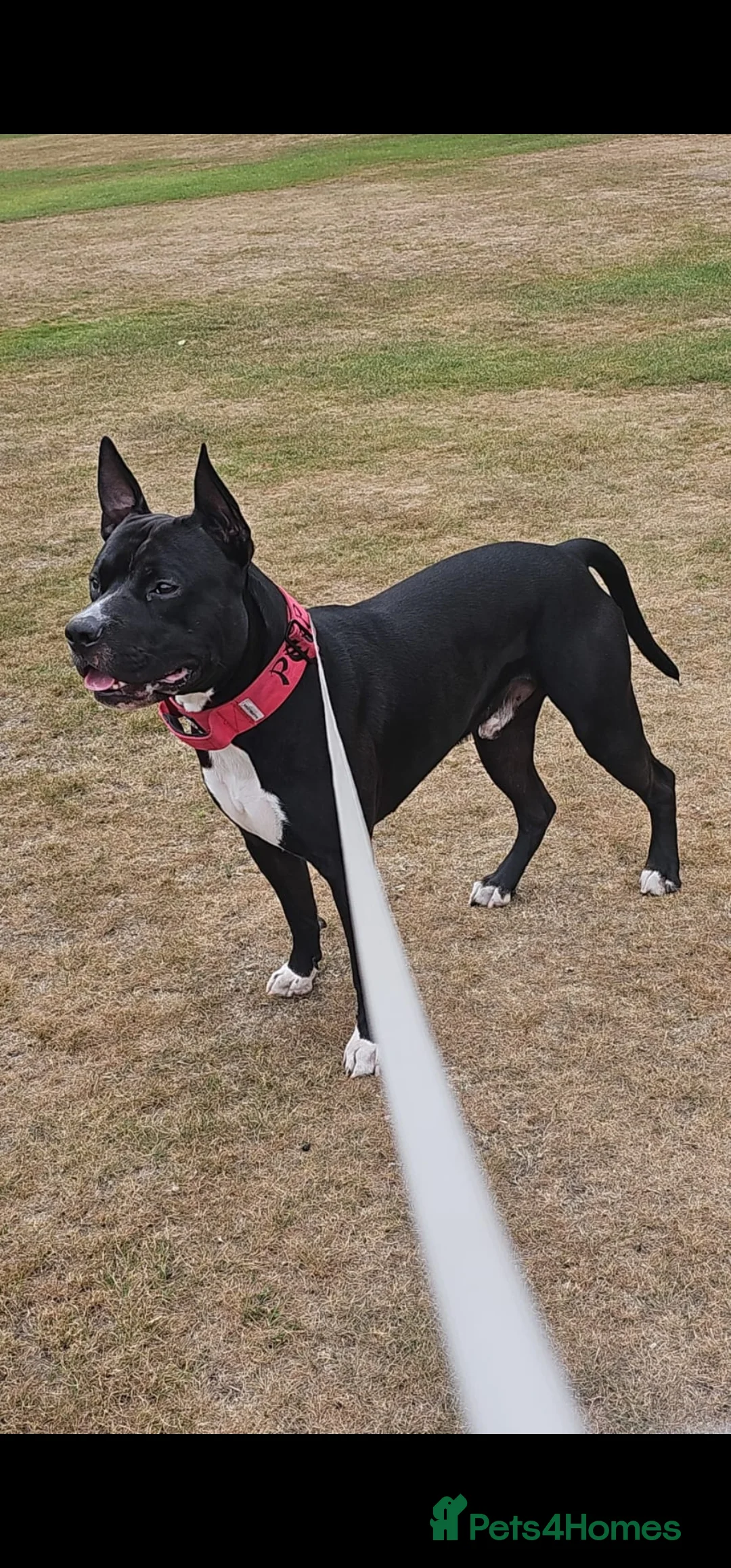 Mixed Breed dogs for stud: Dog for stud. American bully x cane corso - Advert 1