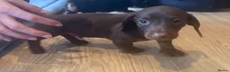 Miniature Dachshund dogs for sale: Beautiful KC registered miniature dachshunds - Advert 5
