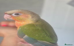Conures birds for sale: Handreared  - Image 5