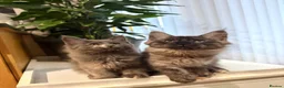 Maine Coon cats for sale: Pedigree Maine Coon kitten, super cute & playful - Advert 1