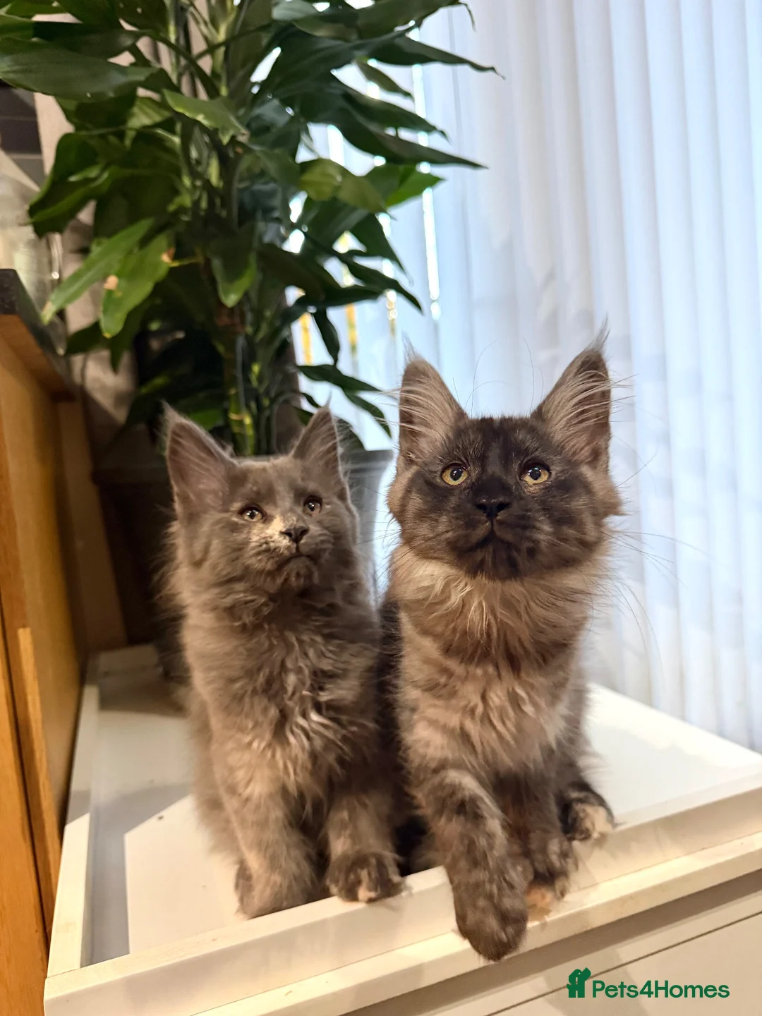 Maine Coon cats for sale: Pedigree Maine Coon kitten, super cute & playful - Advert 1