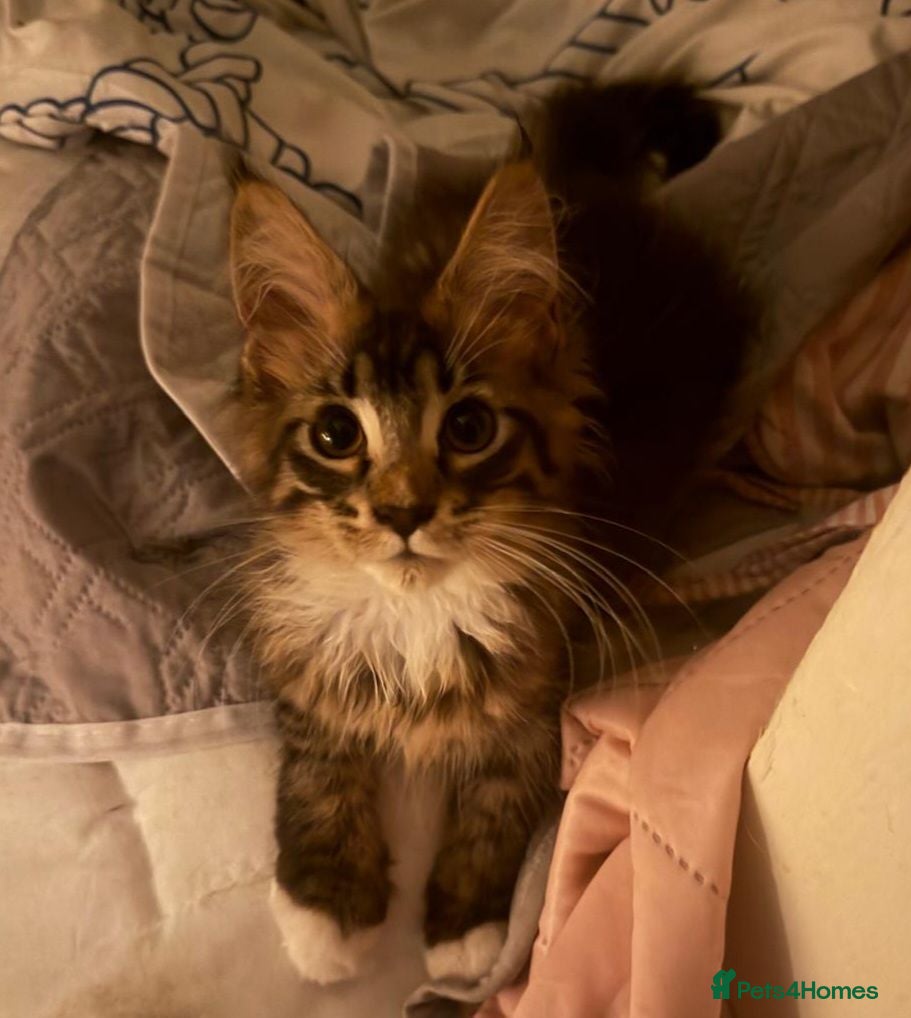 Maine Coon cats The last MaineCoon female and the last mix female. - Advert 1