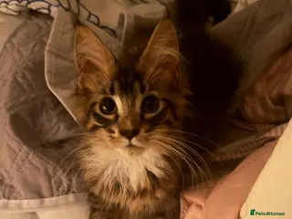Maine Coon cats The last MaineCoon female and the last mix female. - Advert 1