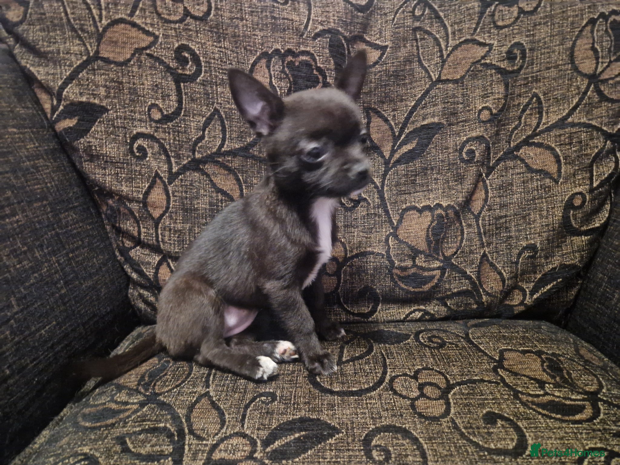 Chihuahua dogs Only 2 left dark brown/black chihuahuas  - Advert 2