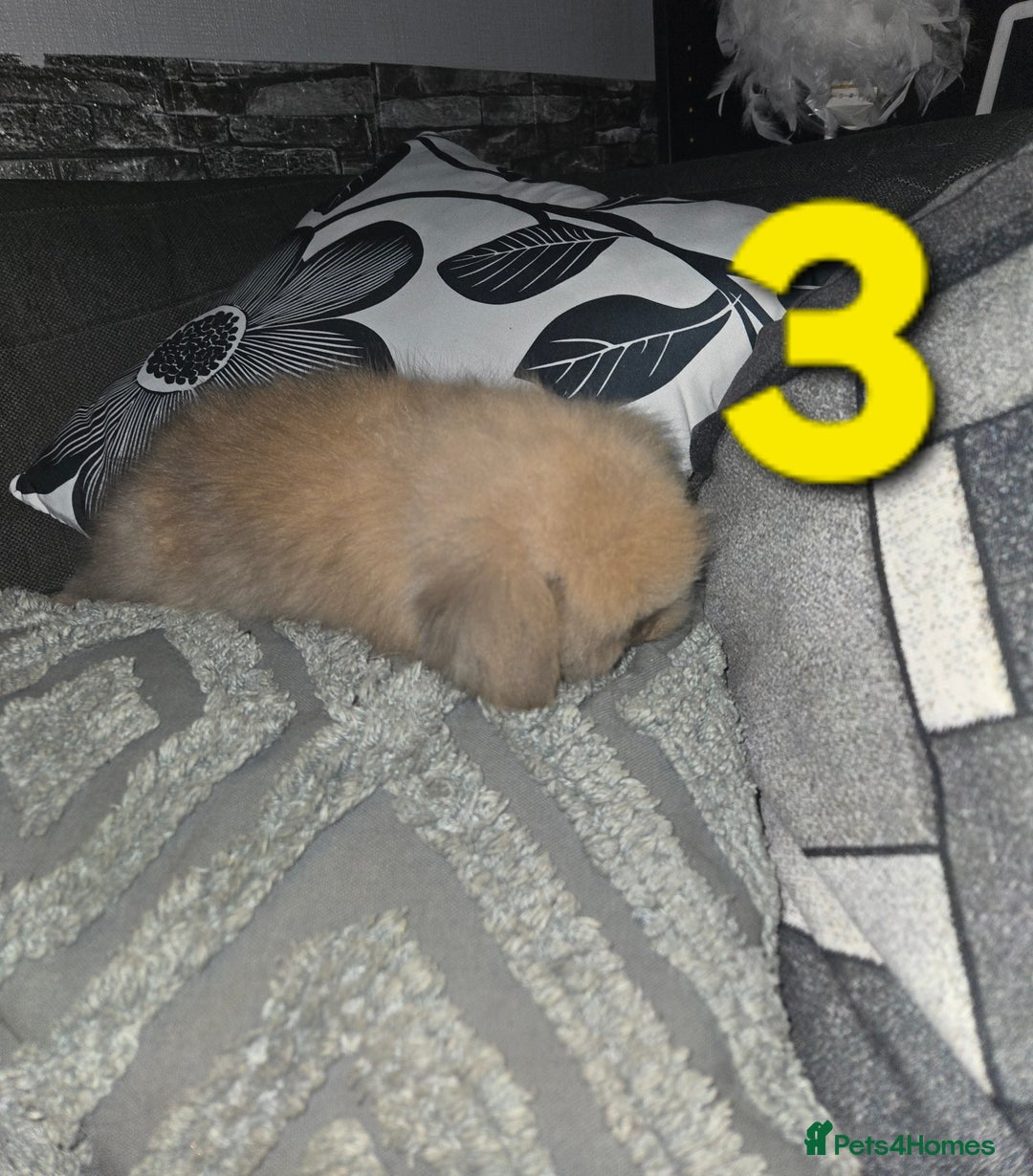 Mini Lion Lop rabbits for sale: Adorable mini lion lop babies mixed - Advert 6