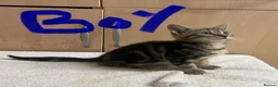 Mixed Breed cats for sale: Bengal cross kittens - Advert 15