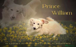 Miniature Dachshund dogs for sale: CREAM MINIATURE DACHSHUNDS💛 - Image 10