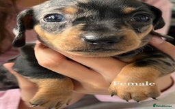 Miniature Dachshund dogs for sale: ✅Adorable nice Mini dachshund for sale✅✅ - Image 7