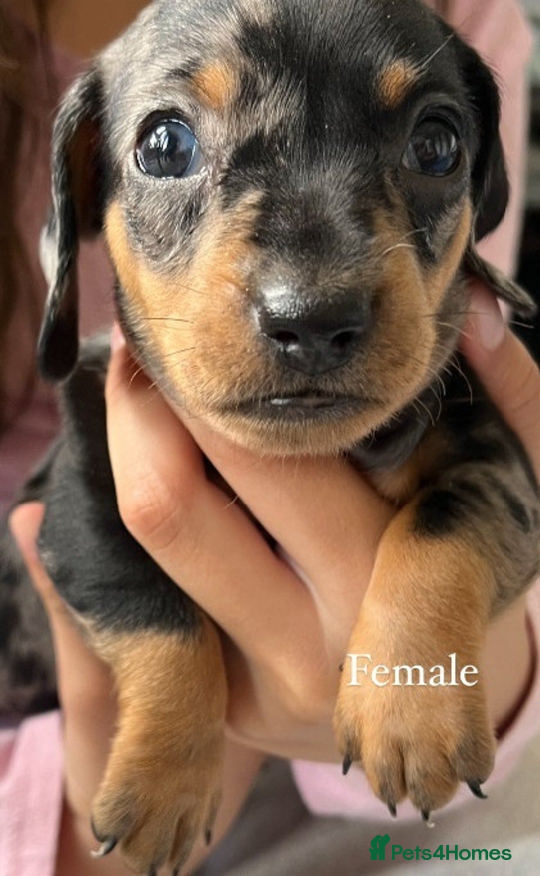 Miniature Dachshund dogs for sale: ✅Adorable nice Mini dachshund for sale✅✅ - Image 7