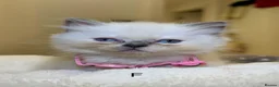 Ragdoll cats for sale: Ragdoll kittens  - Advert 2