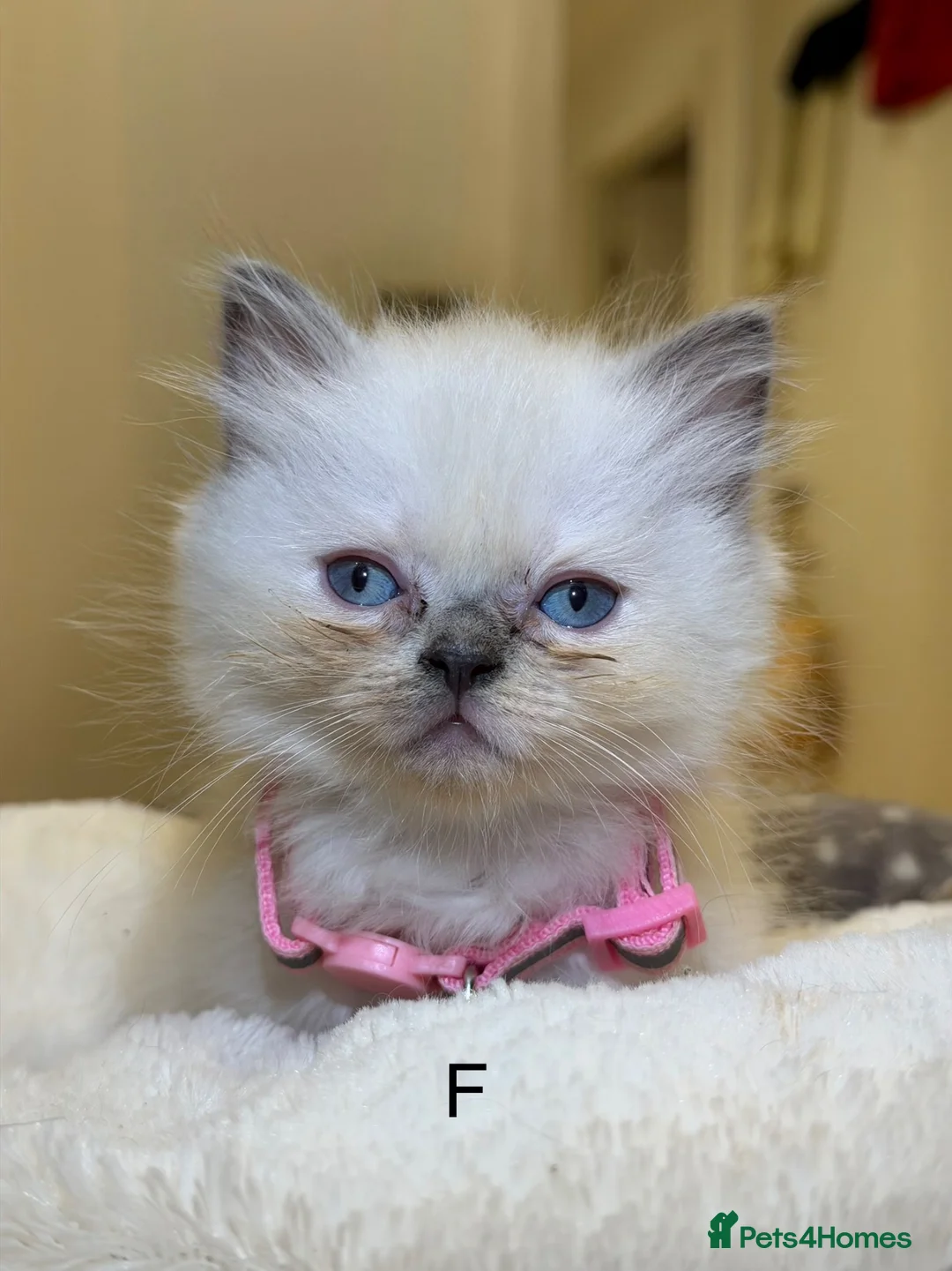 Ragdoll cats for sale: Ragdoll kittens  - Advert 2