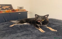 German Shepherd dogs for sale: Isabella GSD puppies - Image 4