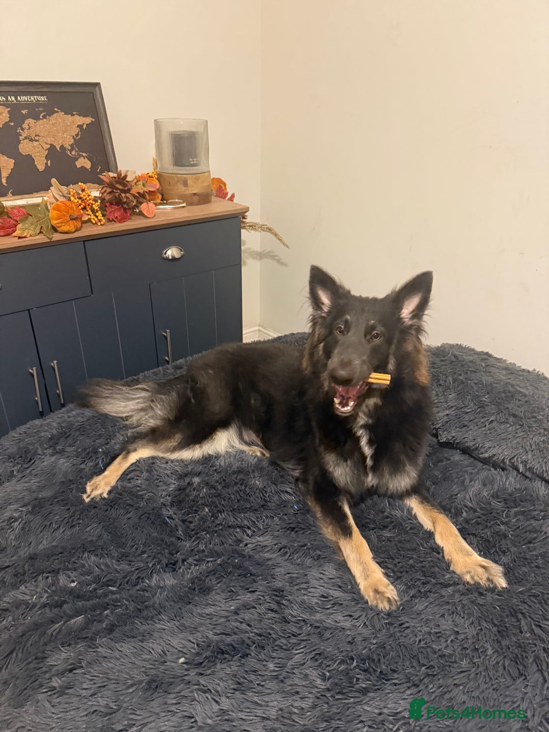 German Shepherd dogs for sale: Isabella GSD puppies - Image 4
