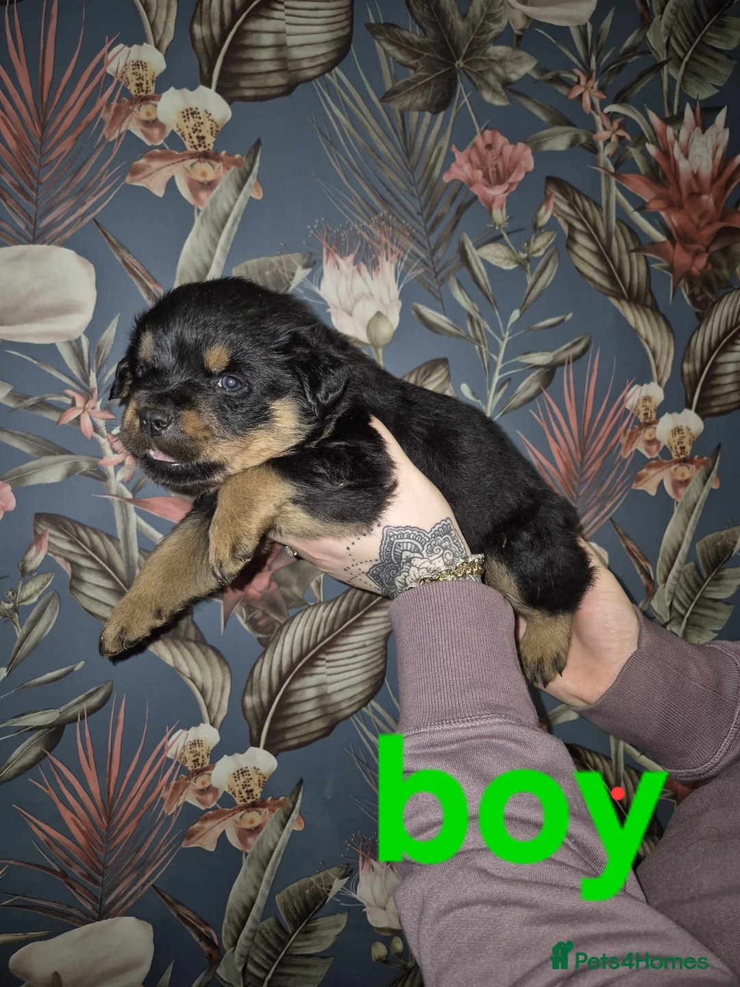 Rottweiler dogs for sale: 1 Left male Exceptional KC Registered Rottweiler  - Advert 23