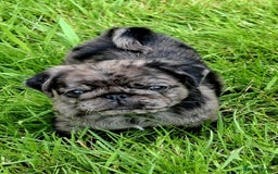 Pug dogs for sale: Pug puppies-Merle, panda and koi - Image 32