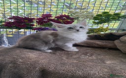 Maine Coon cats for sale: Registered GCCF Maine Coons - Image 14