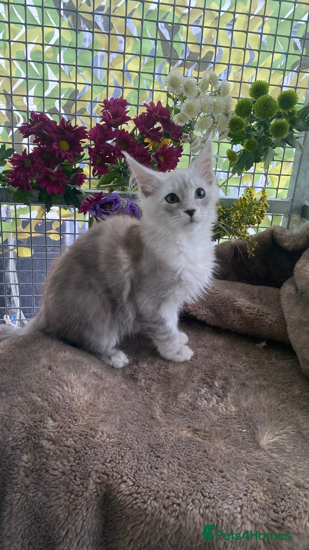 Maine Coon cats for sale: Registered GCCF Maine Coons - Image 14