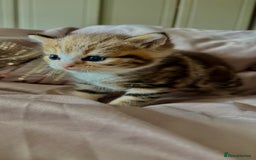 Persian cats for sale: Beautiful kittens  - Image 4