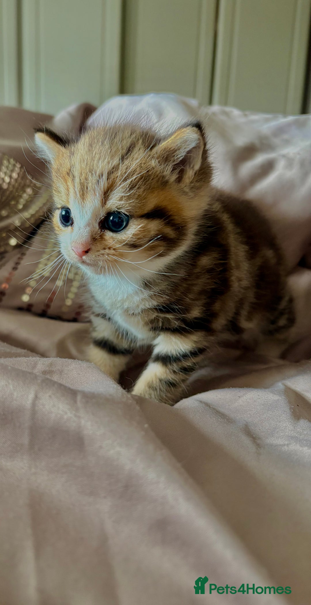 Persian cats for sale: Beautiful kittens  - Image 4