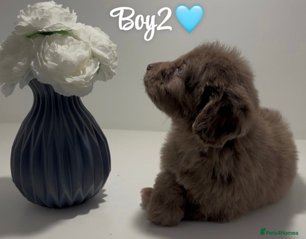 Cockapoo dogs Cockapoo puppies  - Advert 13