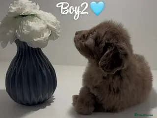 Cockapoo dogs Cockapoo puppies - Advert 18