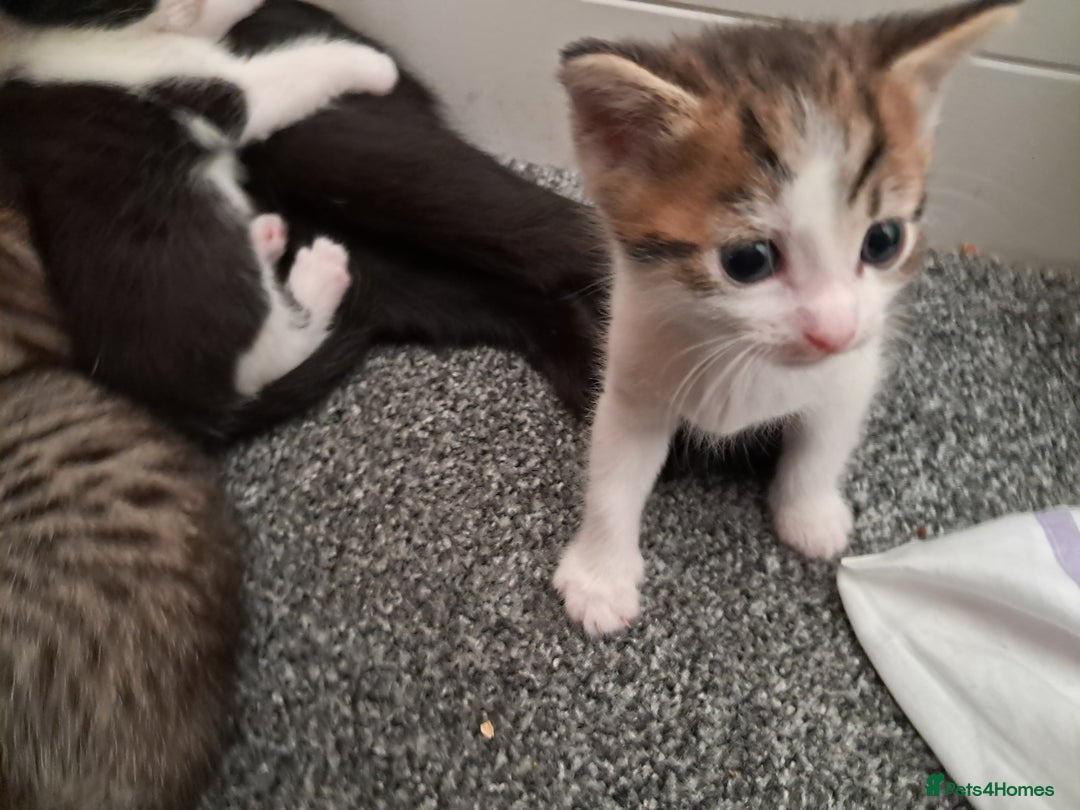 Mixed Breed cats for sale: Kittens  - Image 6