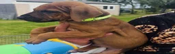 Rhodesian Ridgeback dogs for sale: A Distinctive Ridge, An Unforgettable Companions in Huddersfield - Advert 4