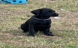 Labrador Retriever dogs for sale: 🐾Ready Now🐾Black Male FTCH Pedigree Forward Pups - Image 32