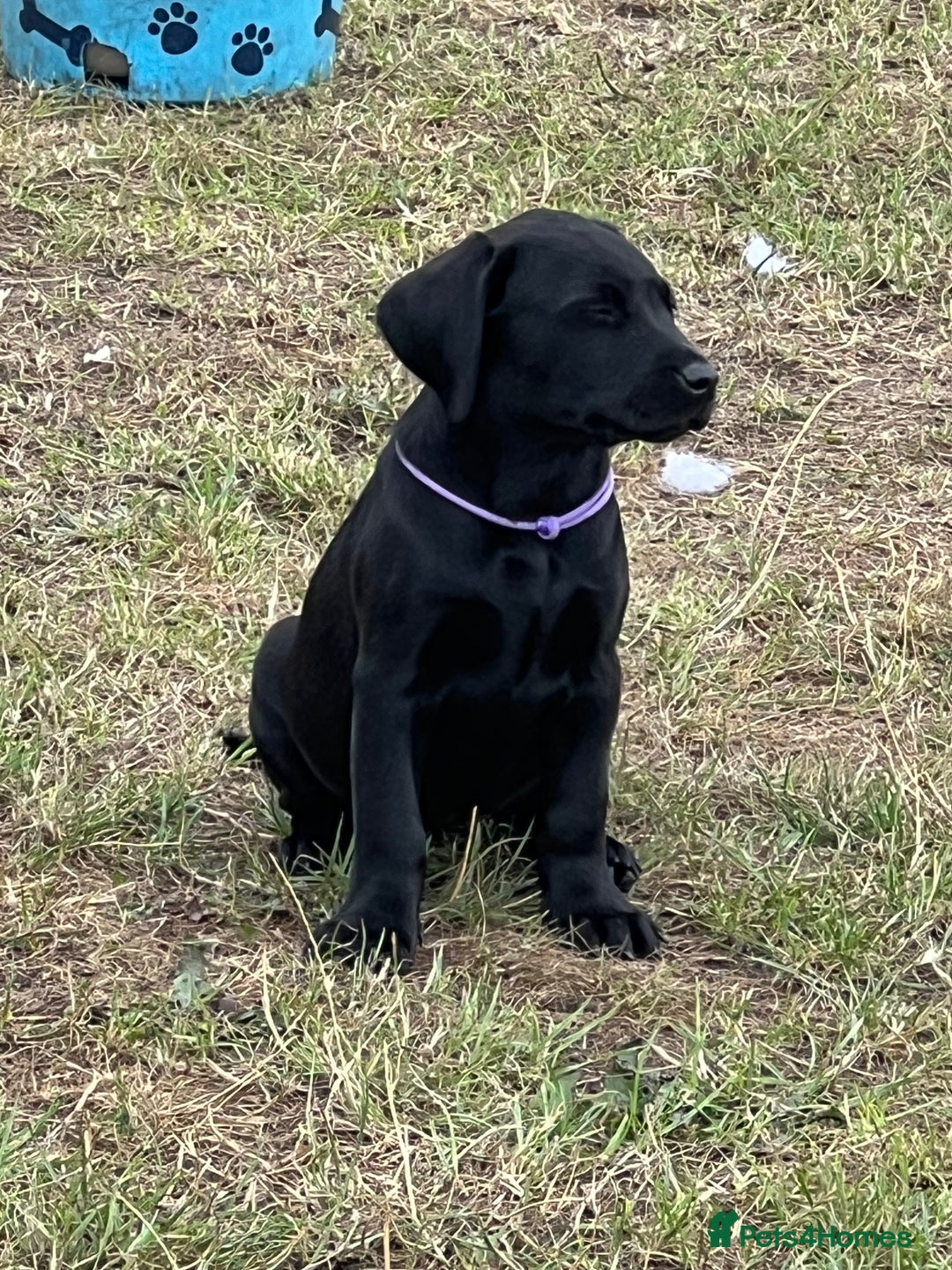 Labrador Retriever dogs for sale: 🐾Ready Now🐾Black Male FTCH Pedigree Forward Pups - Image 32