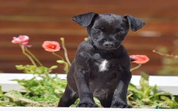 Patterdale Terrier dogs for sale: 5 ⭐️ LICENSED & REGISTERED🛑READY TO LEAVE NOW🛑 in Wisbech - Image 3