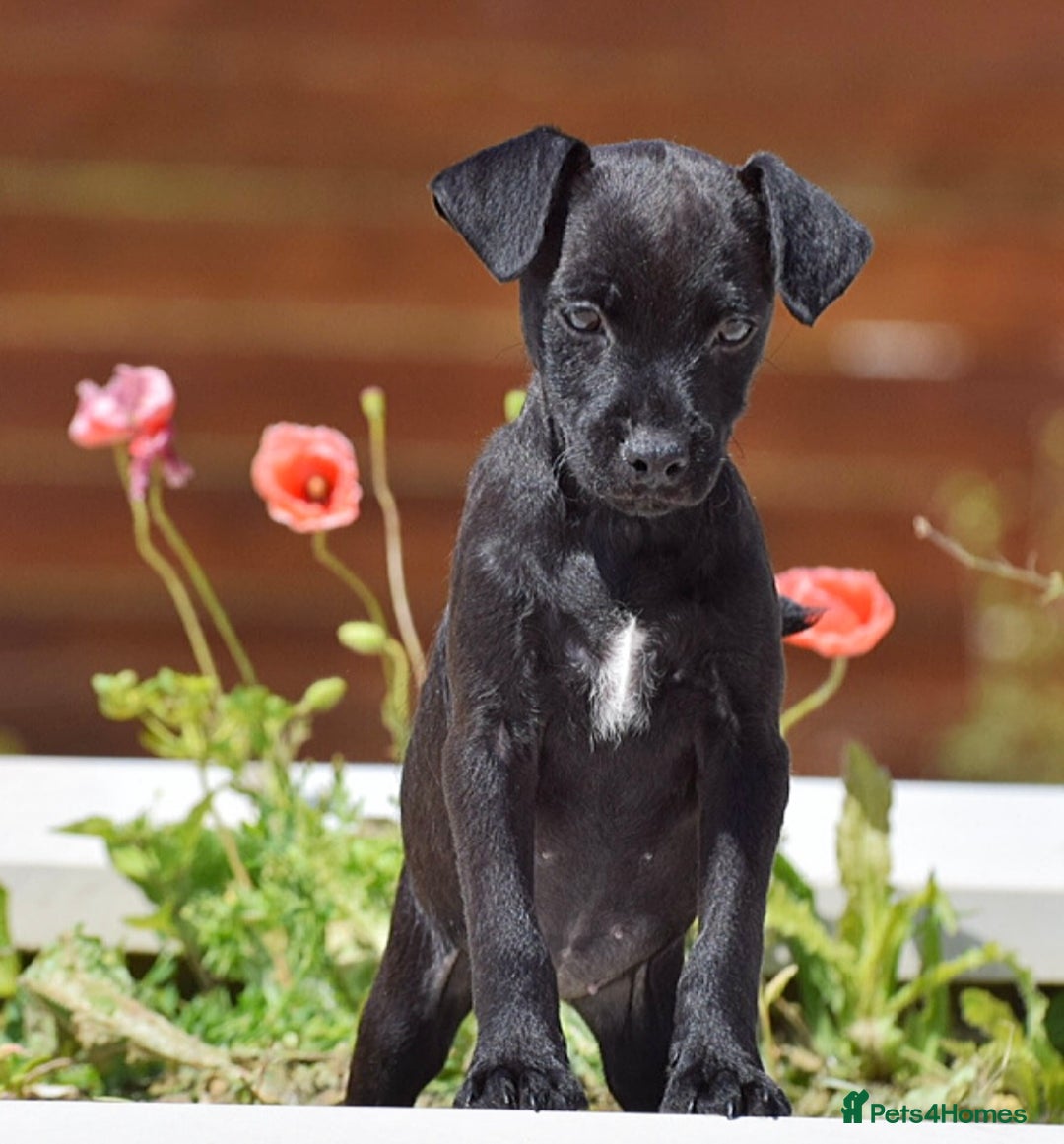 Patterdale Terrier dogs for sale: 5 ⭐️ LICENSED & REGISTERED🛑READY TO LEAVE NOW🛑 in Wisbech - Image 3