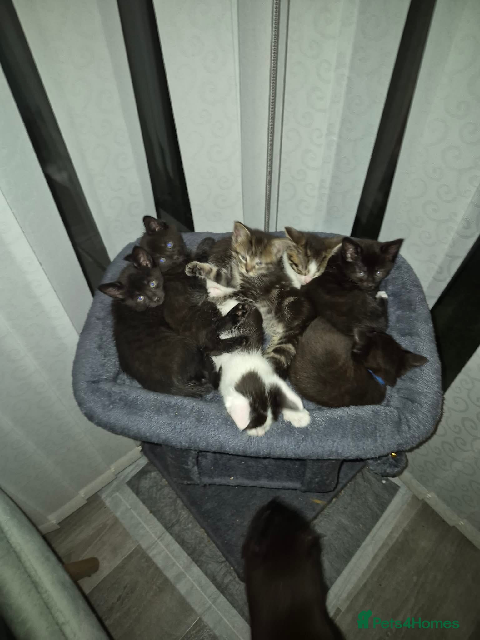 Mixed Breed cats 7 kittens, half Maine Coon - Advert 21