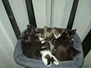 Mixed Breed cats 7 kittens, half Maine Coon - Advert 21