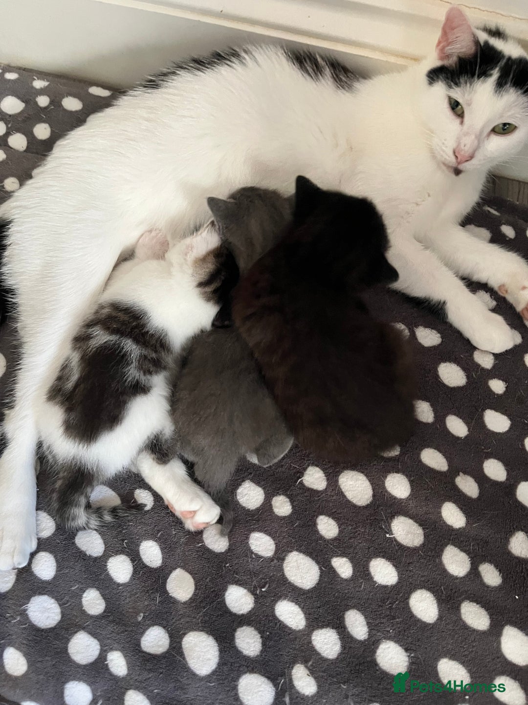Mixed Breed cats for sale: Gorgeous White/Tabby Kitten   - Image 9