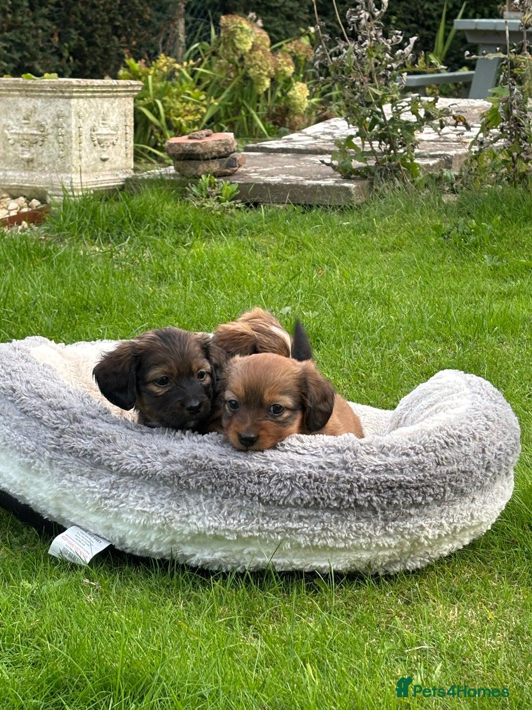 Mixed Breed dogs for sale: Shichi X mini Dachshund female pups 🐶💕 - Image 3