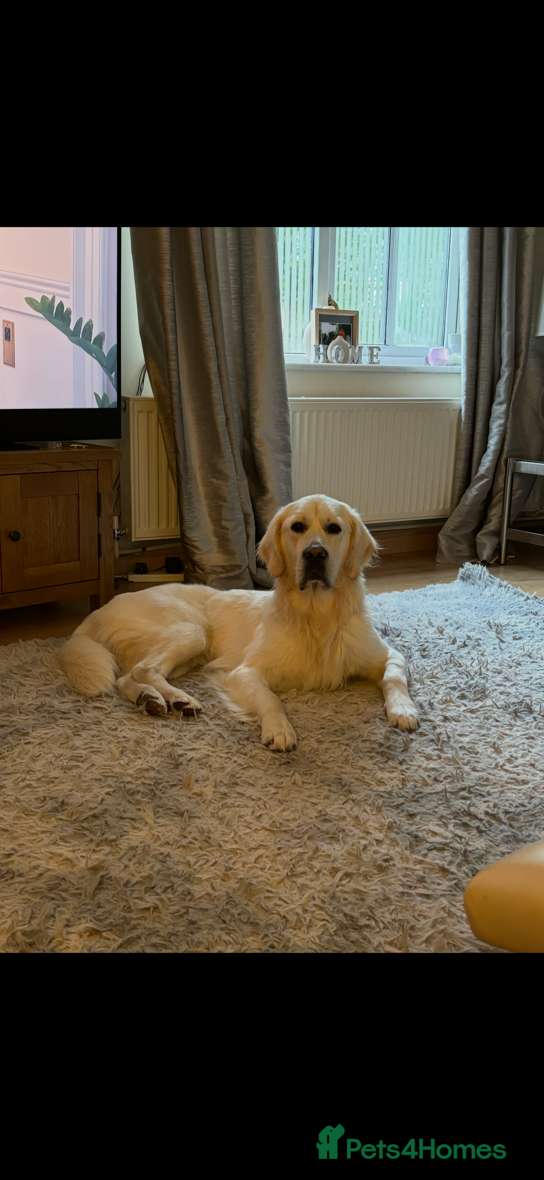 Golden Retriever dogs for stud: For stud - Advert 2