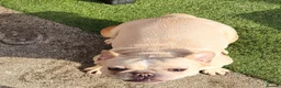 French Bulldog dogs for sale: Rocco and coco in Blackpool - Advert 4