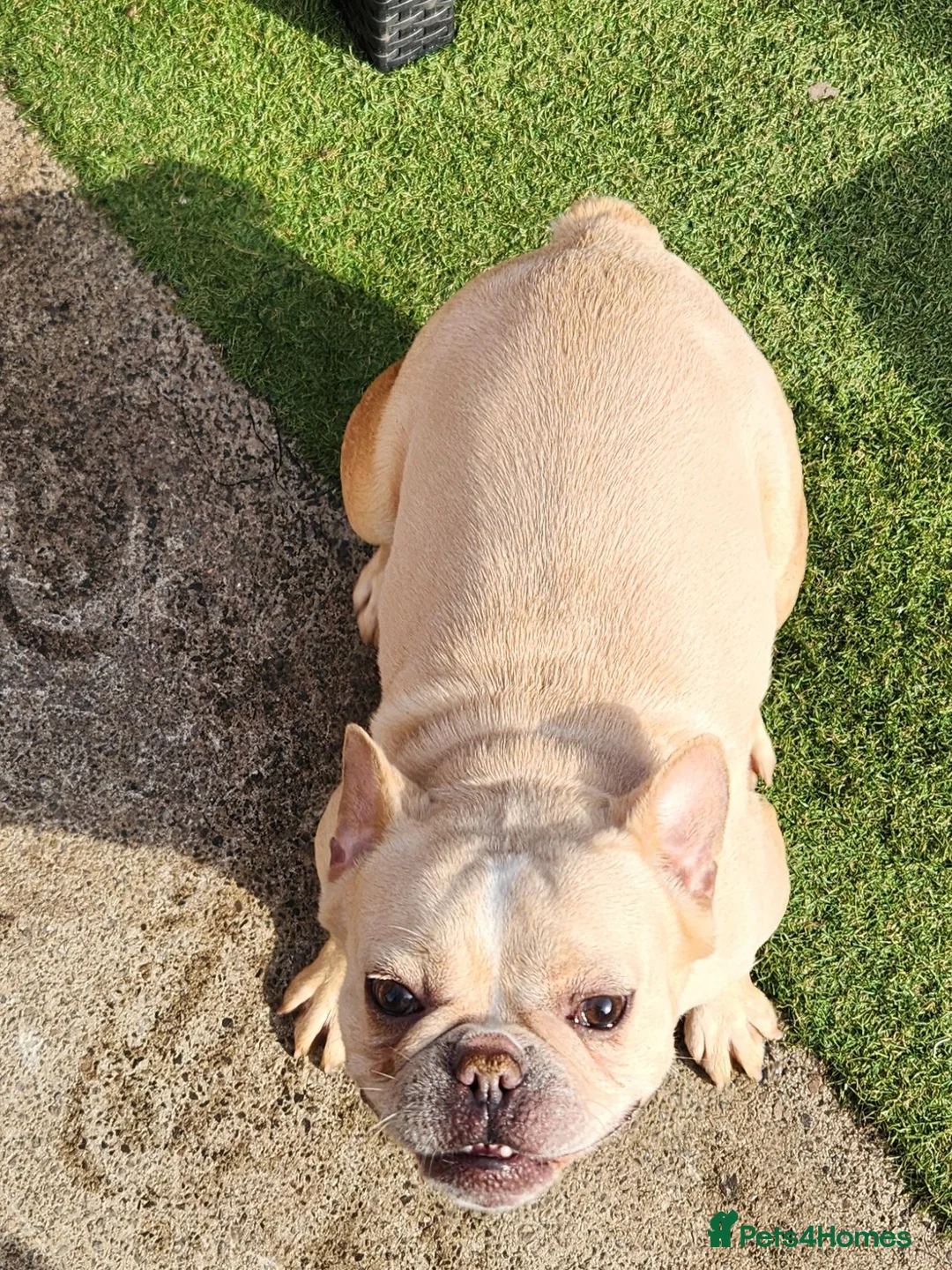French Bulldog dogs for sale: Rocco and coco in Blackpool - Advert 4
