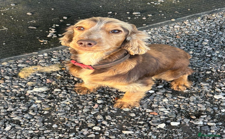 Cockapoo dogs - Advert 1