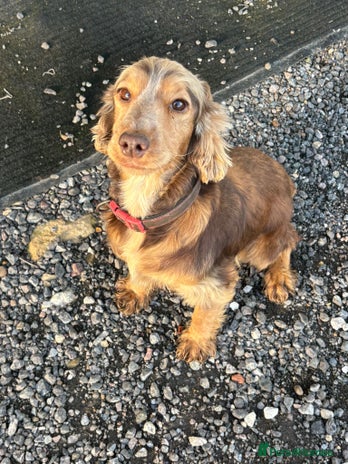 Cockapoo dogs - Advert 1