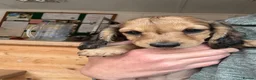 Miniature Dachshund dogs for sale: Long haired miniature dachshunds  - Advert 10